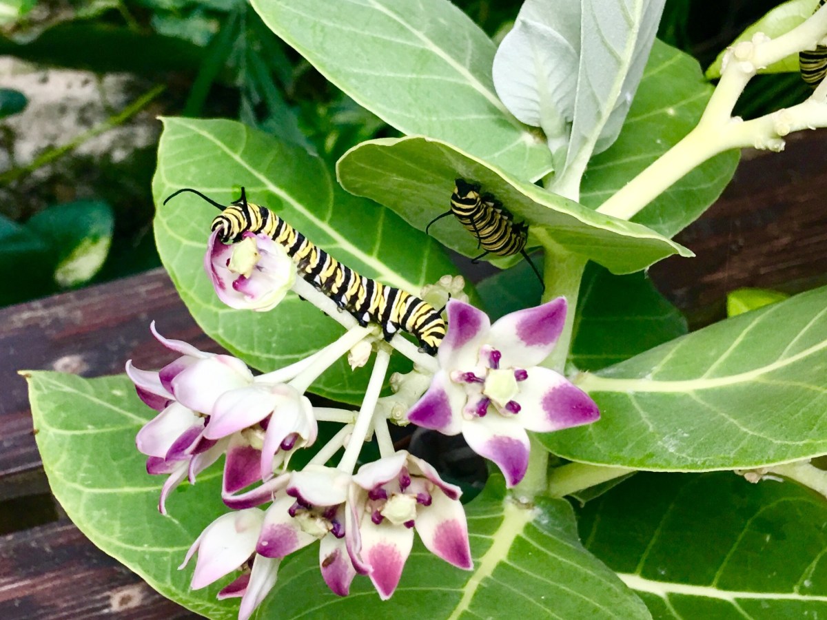 Covid Journey:  Christ With&nbsp;Me