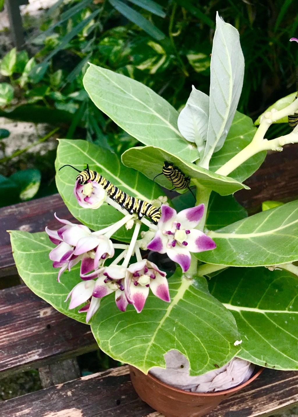 Covid Journey:  Christ With&nbsp;Me